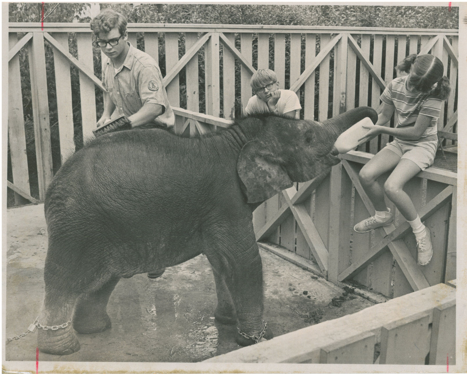 Lincoln Children's Zoo 50th Anniversary